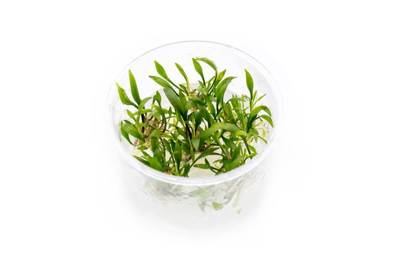 Cryptocoryne Lutea T/C Cup