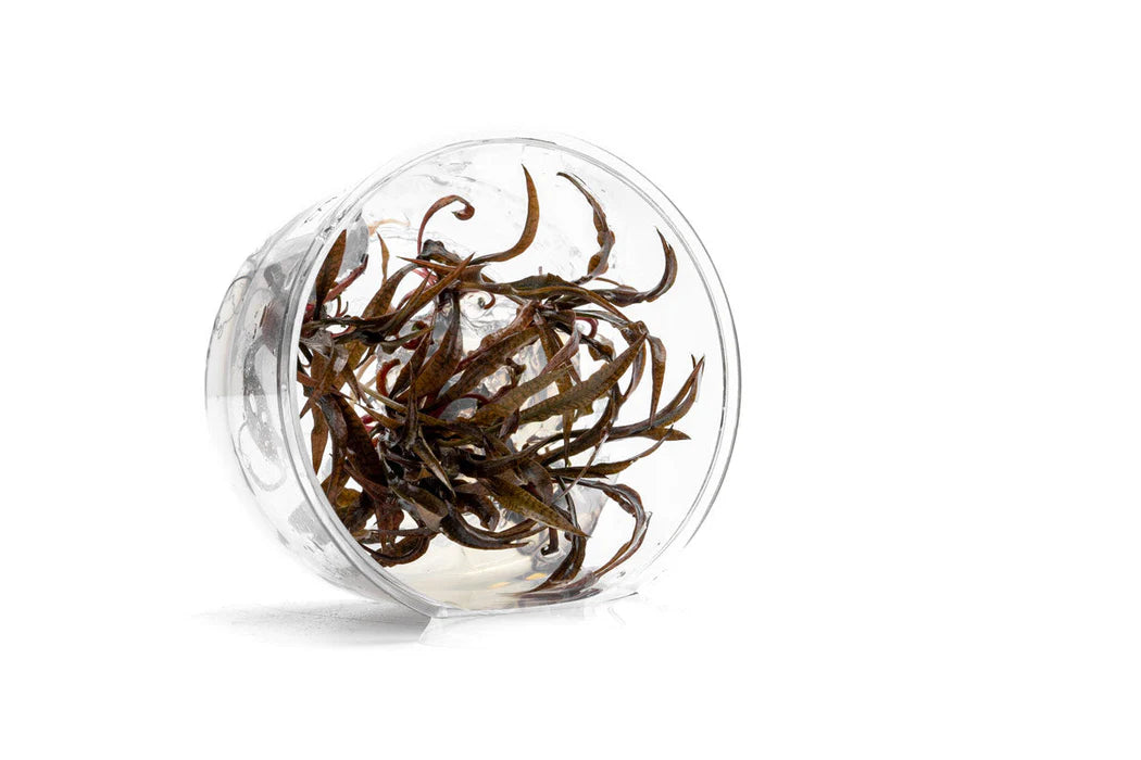 Cryptocoryne spiralis tiger Tissue culture