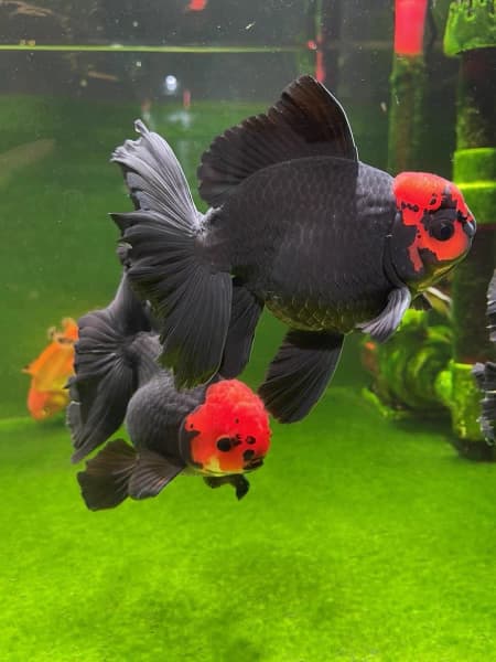 Red & Black Apache Oranda (Carassius Auratus)