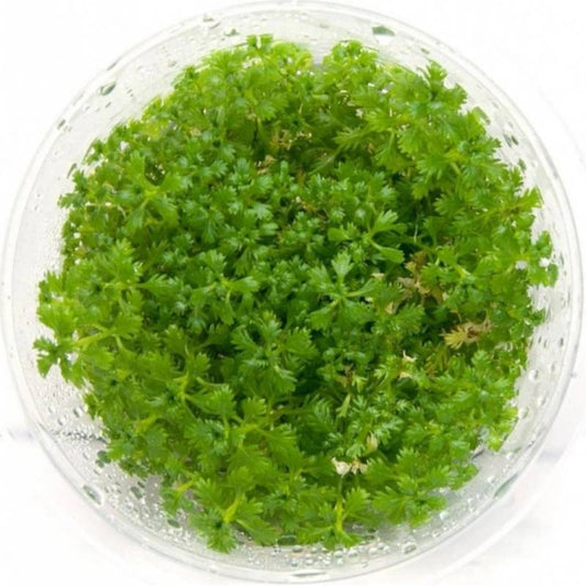 Hottonia Inflata (Featherfoil) T/C CUP