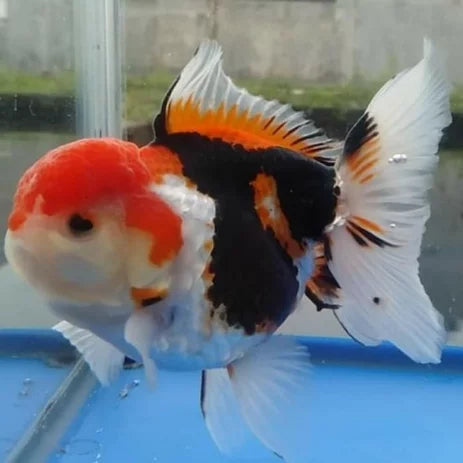 Thai Tri Color Oranda
