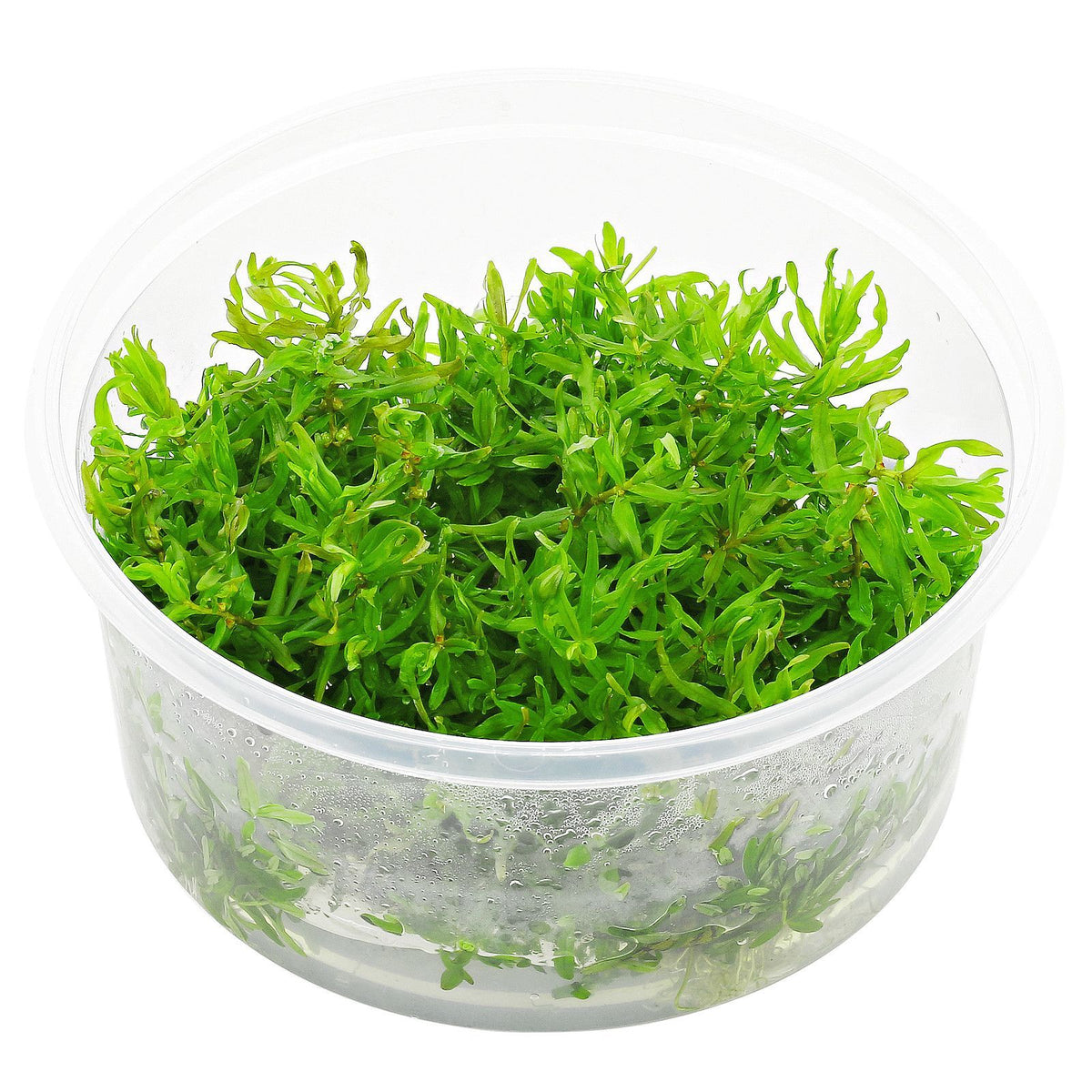 Didiptis Diandra (water Hedge) T/C cup