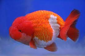 Red White Ranchu