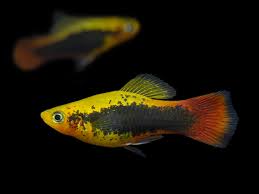 Hawaii platy
