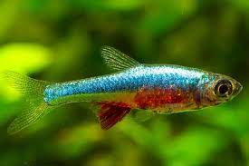 Neon Blue Axelrodi Rasbora