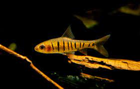 African banded barb