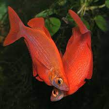 Millennium Red rainbowfish