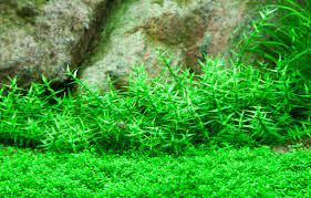 Gratiola viscidula T/C CUP