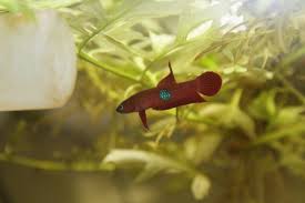 Betta sp Brownorum