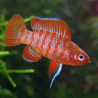 Scarlet badis - Dario dario