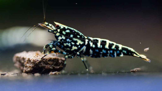 Black Galaxy Fishbone (Caridina cf. cantonesis)