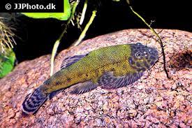 Green Borneo Sucker （Gastromyzon lepidogaster）（SUPER RARE!!!)