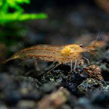 Orange Amano Shrimp (Caridina multidentata)
