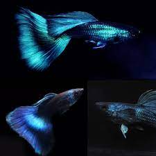 Moscow Blue Guppy (pair)