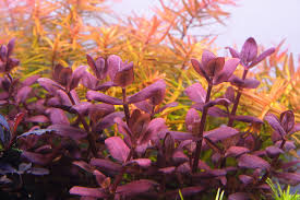 Bacopa salzmannii sp Purple SG