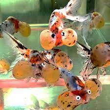 Calico Bubble Eye Goldfish