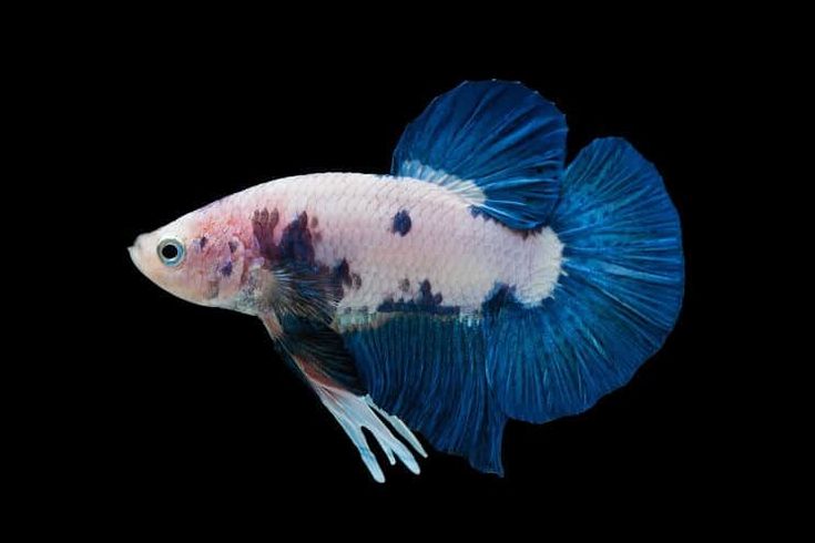 Marble Halfmoon Plakat Betta