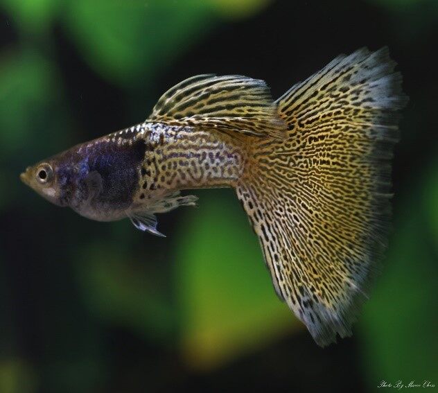 Metal yellow grass guppy