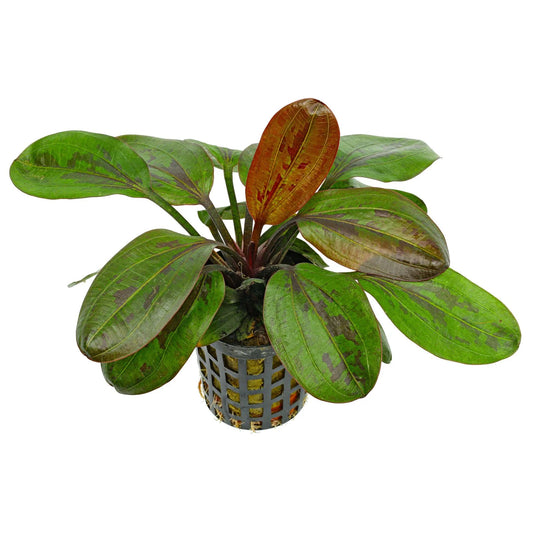 Echinodorus sp. Hadi red Pearl