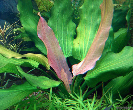 Echinodorus uruguayensis tricolor