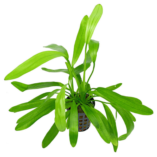 Echinodorus africanus
