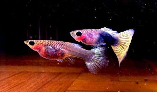 Yellow Tuxedo Glass Belly Guppy (Pair)