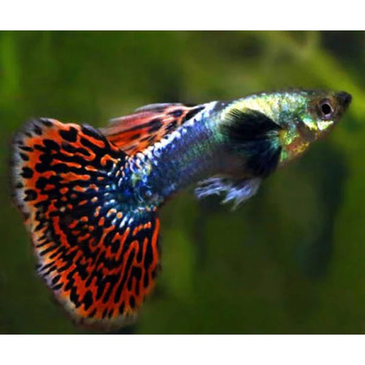 Red Cobra Guppy (Poecilia reticulata)