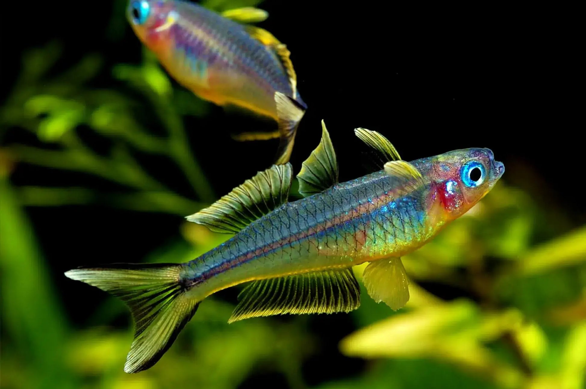 Forktail Rainbowfish (Pseudomugil furcatus) – Aquapets ( KowloonAquarium)