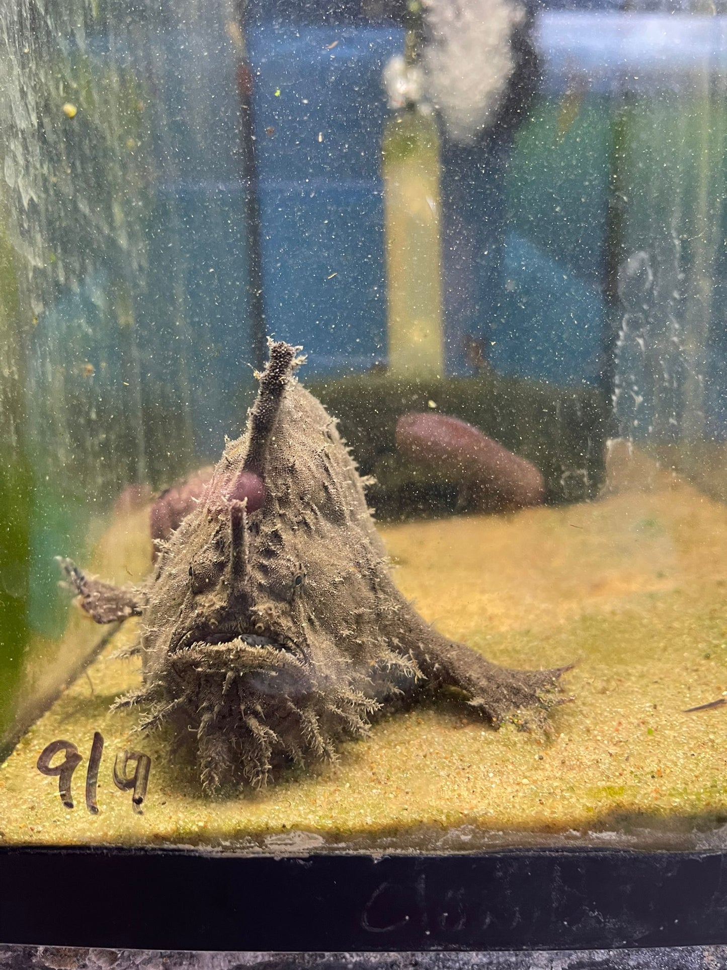 Freshwater Frogfish(Antennarius biocellatus)