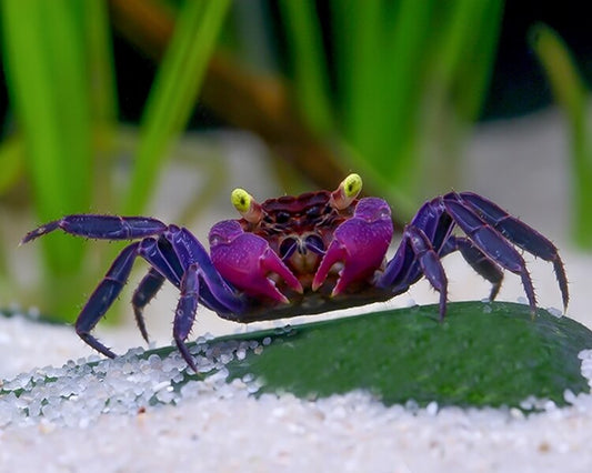Purple Vampire Crab (Geosesarma Bogorensis)