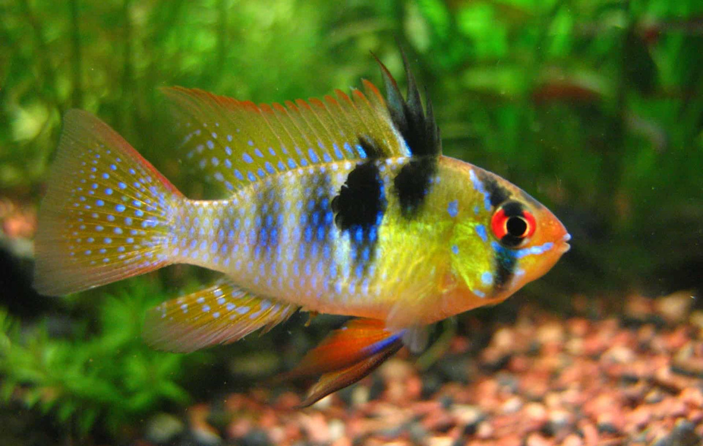 German Rams