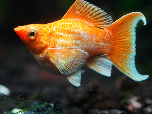 Balloon White-Orange Lyretail Molly (Poecilia sphenops)
