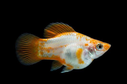Golden Yucatan Molly Balloon Roundtail