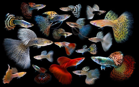 Fancy Guppies (Assorted)