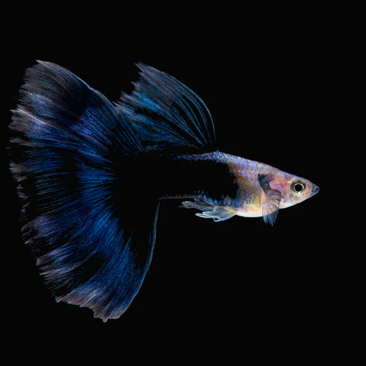 Metallic Half Blue Guppy