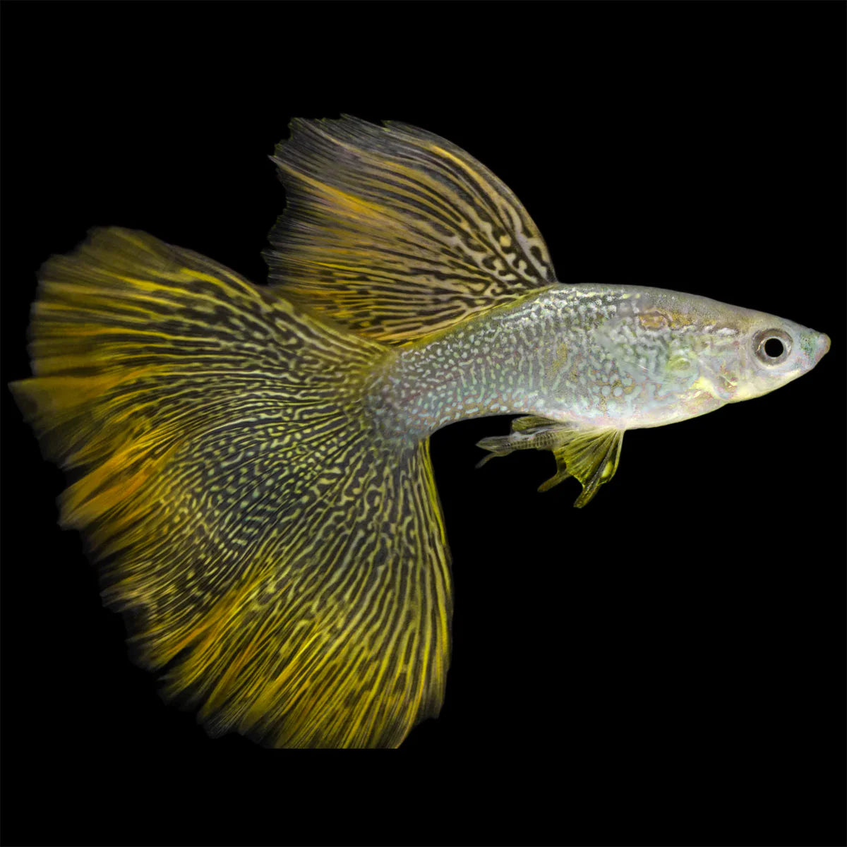 Yellow Lace Guppy (Pair)