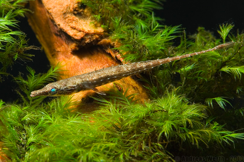 Paradox Pipefish (Indostomus Paradoxus)