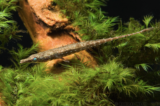 Paradox Pipefish (Indostomus Paradoxus)