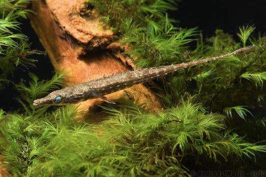 Paradox Pipefish (Indostomus Paradoxus)