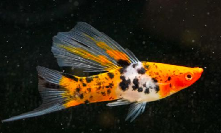 High Fin Sanke Koi Swordtail (Xiphophorus Helleri)