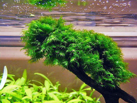 Fissidens Fontanus (Phoenix Moss)