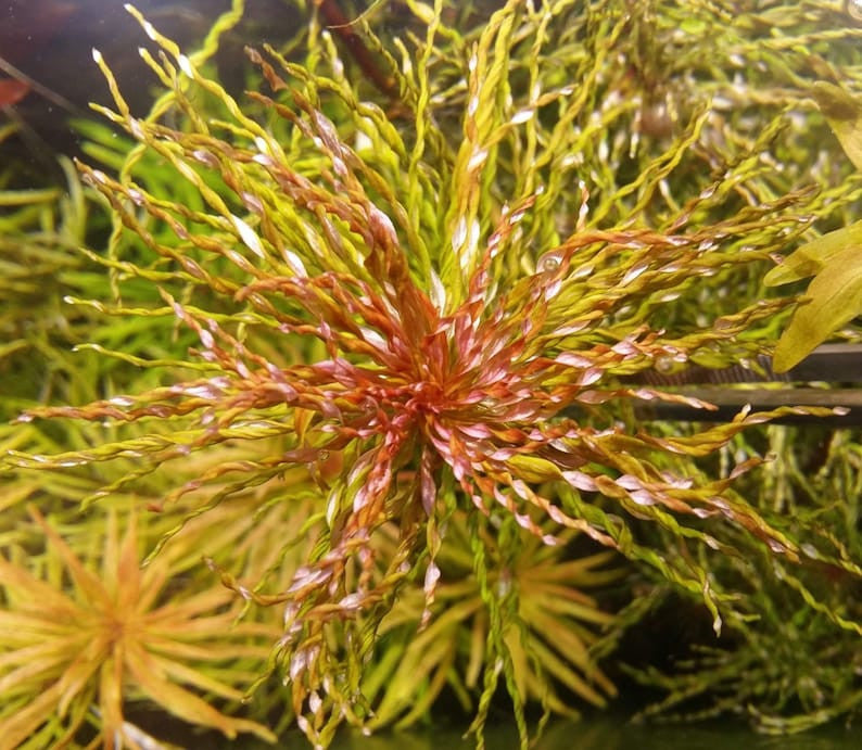 Ludwigia Inclinata Curly T/C CUP