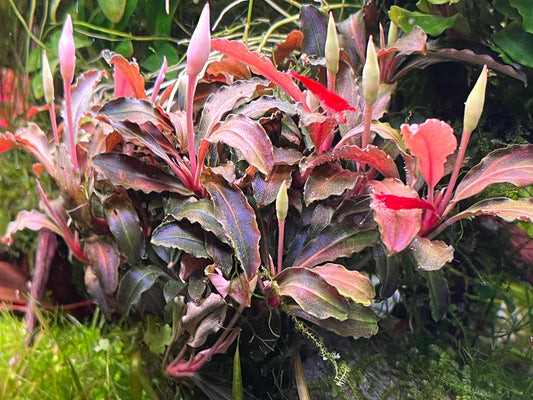Bucephalandra Brownie ghost ulu kapus
