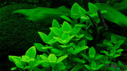 Limnophila Rugosa