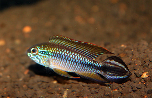 Apistograma agassizi - Olga Wild