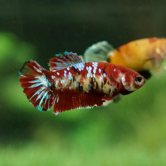 Female Koi Galaxy Betta (Grade A)