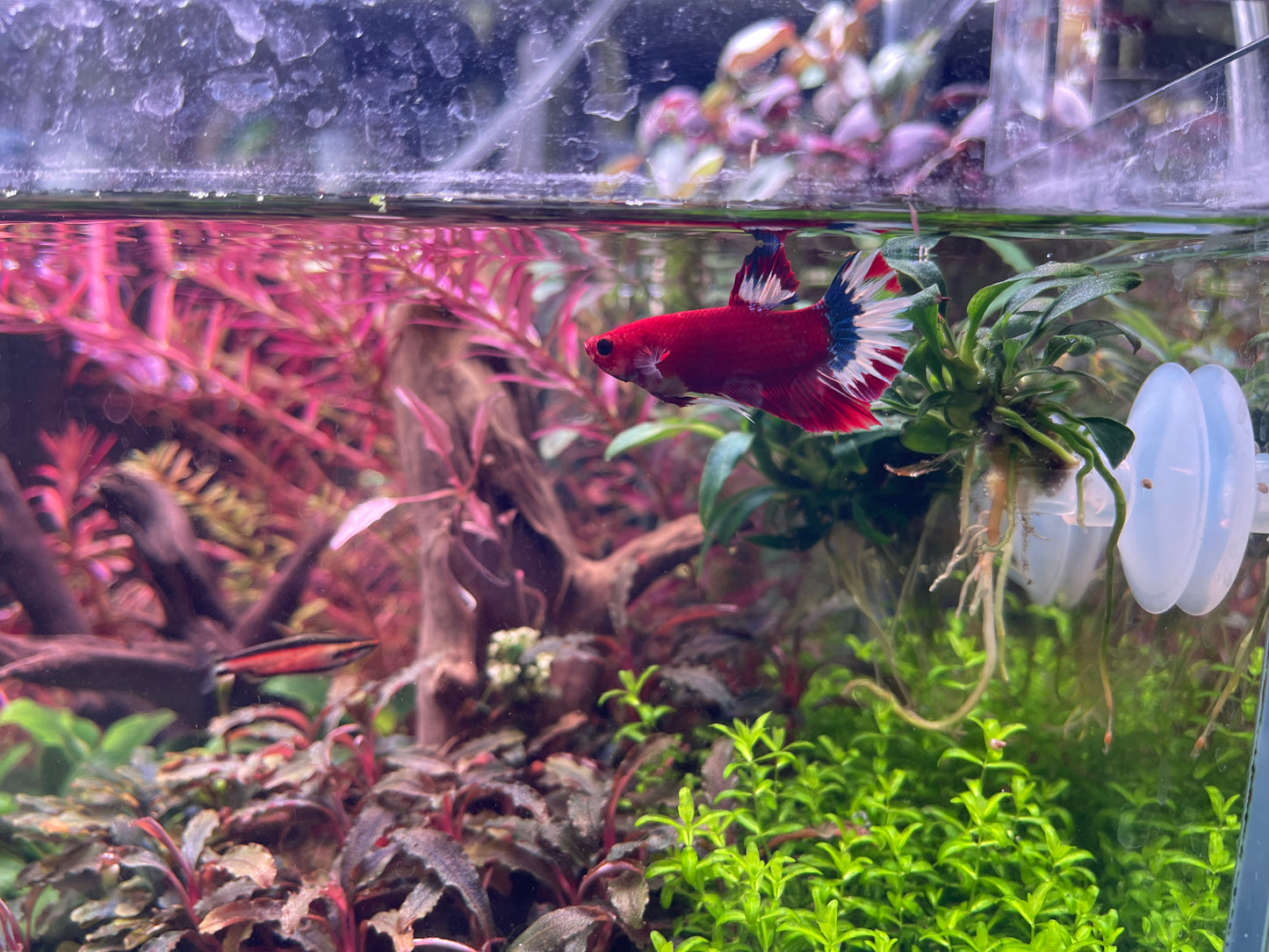 hellboy betta