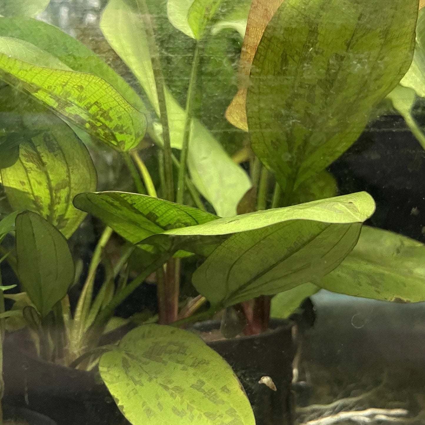 Echinodorus chocolate marble