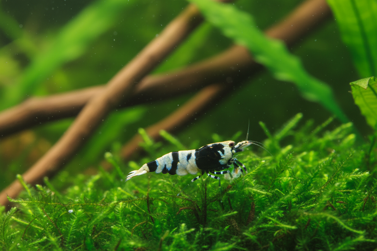Black Crystal Shrimp (Caridina cf. cantonesis)