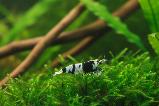 Black Crystal Shrimp (Caridina cf. cantonesis)